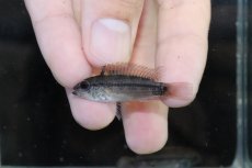 画像4: 【淡水魚】【通販】激安 No1 アピストグラマ ディアマンテ(エレムノピゲ) イタヤ産 ワイルド【1匹ペア 個体販売】（生体）（熱帯魚）NKAP (4)