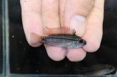 画像1: 【淡水魚】【通販】激安 No2 アピストグラマ ディアマンテ(エレムノピゲ) イタヤ産 ワイルド【1匹ペア 個体販売】（生体）（熱帯魚）NKAP (1)