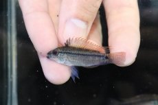 画像2: 【淡水魚】【通販】激安 No2 アピストグラマ ディアマンテ(エレムノピゲ) イタヤ産 ワイルド【1匹ペア 個体販売】（生体）（熱帯魚）NKAP (2)