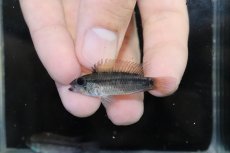 画像4: 【淡水魚】【通販】激安 No2 アピストグラマ ディアマンテ(エレムノピゲ) イタヤ産 ワイルド【1匹ペア 個体販売】（生体）（熱帯魚）NKAP (4)