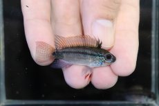 画像1: 【淡水魚】【通販】激安 No3 アピストグラマ ディアマンテ(エレムノピゲ) イタヤ産 ワイルド【1匹ペア 個体販売】（生体）（熱帯魚）NKAP (1)