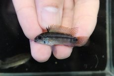 画像2: 【淡水魚】【通販】No3 アピストグラマ ディアマンテ ワイルド【1ペア 個体販売】（アピストグラマ）（生体）（熱帯魚）NKAP (2)