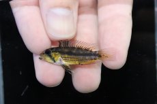 画像4: 【淡水魚】【通販】爆安 No1 アピストグラマ カカトイデス イタヤ産 ワイルド【1ペア 個体販売】（アピストグラマ）（生体）（熱帯魚）NKAP (4)