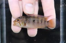 画像4: 【淡水魚】【通販】大きめ イバナカラ アドケタ サンガブリエル産 ワイルド【1ペア 個体販売】（アピストグラマ）（生体）（熱帯魚）NKAP (4)