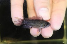 画像1: 【淡水魚】【通販】激安 No1 アピストグラマ カカトイデス リオプルス産 ワイルド【1ペア 個体販売】（アピストグラマ）（生体）（熱帯魚）NKAP (1)