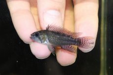 画像2: 【淡水魚】【通販】激安 No1 アピストグラマ カカトイデス リオプルス産 ワイルド【1ペア 個体販売】（アピストグラマ）（生体）（熱帯魚）NKAP (2)