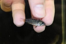 画像3: 【淡水魚】【通販】激安 No1 アピストグラマ カカトイデス リオプルス産 ワイルド【1ペア 個体販売】（アピストグラマ）（生体）（熱帯魚）NKAP (3)