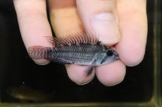 画像1: 【淡水魚】【通販】激安 No2 アピストグラマ カカトイデス リオプルス産 ワイルド【1ペア 個体販売】（アピストグラマ）（生体）（熱帯魚）NKAP (1)