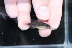 画像3: 【淡水魚】【通販】特価 No1 アピストグラマ ウアウペシィ リオデミニィ産 ワイルド【1ペア 個体販売】（生体）（熱帯魚）NKAP (3)