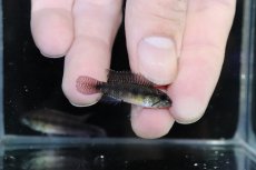 画像3: 【淡水魚】【通販】特価 No3 アピストグラマ ウアウペシィ リオデミニィ産 ワイルド【1ペア 個体販売】（生体）（熱帯魚）NKAP (3)