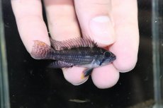 画像1: 【淡水魚】【通販】激安 No1 アピストグラマ カカトイデス リオプルス産 ワイルド【1ペア 個体販売】（アピストグラマ（生体）（熱帯魚）NKAP (1)