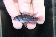 画像2: 【淡水魚】【通販】激安 No1 アピストグラマ カカトイデス リオプルス産 ワイルド【1ペア 個体販売】（アピストグラマ（生体）（熱帯魚）NKAP (2)