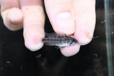 画像3: 【淡水魚】【通販】激安 No1 アピストグラマ カカトイデス リオプルス産 ワイルド【1ペア 個体販売】（アピストグラマ（生体）（熱帯魚）NKAP (3)