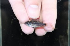 画像4: 【淡水魚】【通販】激安 No1 アピストグラマ カカトイデス リオプルス産 ワイルド【1ペア 個体販売】（アピストグラマ（生体）（熱帯魚）NKAP (4)