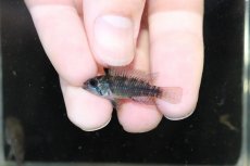 画像4: 【淡水魚】【通販】激安 No2 アピストグラマ カカトイデス リオプルス産 ワイルド【1ペア 個体販売】（アピストグラマ（生体）（熱帯魚）NKAP (4)