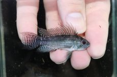 画像1: 【淡水魚】【通販】激安 No3 アピストグラマ カカトイデス リオプルス産 ワイルド【1ペア 個体販売】（アピストグラマ（生体）（熱帯魚）NKAP (1)