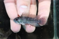 画像2: 【淡水魚】【通販】激安 No3 アピストグラマ カカトイデス リオプルス産 ワイルド【1ペア 個体販売】（アピストグラマ（生体）（熱帯魚）NKAP (2)