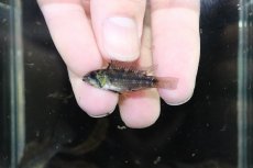 画像4: 【淡水魚】【通販】激安 No3 アピストグラマ カカトイデス リオプルス産 ワイルド【1ペア 個体販売】（アピストグラマ（生体）（熱帯魚）NKAP (4)