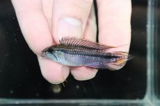 画像2: 【淡水魚】【通販】新産地 上物 No2 アピストグラマ アガシジィ ヤムンダ産 ワイルド【1ペア 個体販売】（生体）（熱帯魚）NKAP (2)