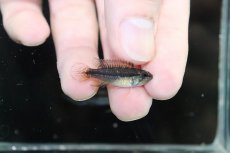 画像3: 【淡水魚】【通販】新産地 上物 No2 アピストグラマ アガシジィ ヤムンダ産 ワイルド【1ペア 個体販売】（生体）（熱帯魚）NKAP (3)