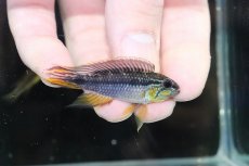 画像1: 【淡水魚】【通販】新産地 上物 No3 アピストグラマ アガシジィ ヤムンダ産 ワイルド【1ペア 個体販売】（生体）（熱帯魚）NKAP (1)