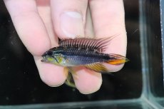 画像2: 【淡水魚】【通販】新産地 上物 No3 アピストグラマ アガシジィ ヤムンダ産 ワイルド【1ペア 個体販売】（生体）（熱帯魚）NKAP (2)