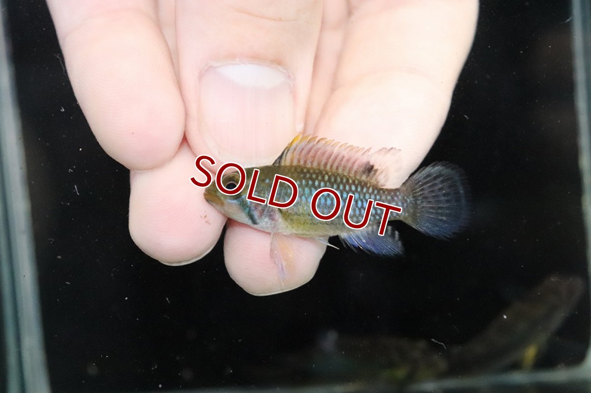 画像2: 【淡水魚】【通販】No1 アピストグラマ ノーベルティ ワイルド【1ペア 個体販売】（アピストグラマ）（生体）（熱帯魚）NKAP (2)