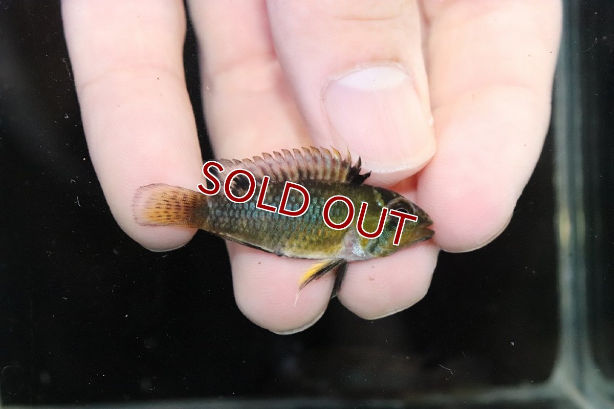 画像3: 【淡水魚】【通販】No1 アピストグラマ ノーベルティ ワイルド【1ペア 個体販売】（アピストグラマ）（生体）（熱帯魚）NKAP (3)