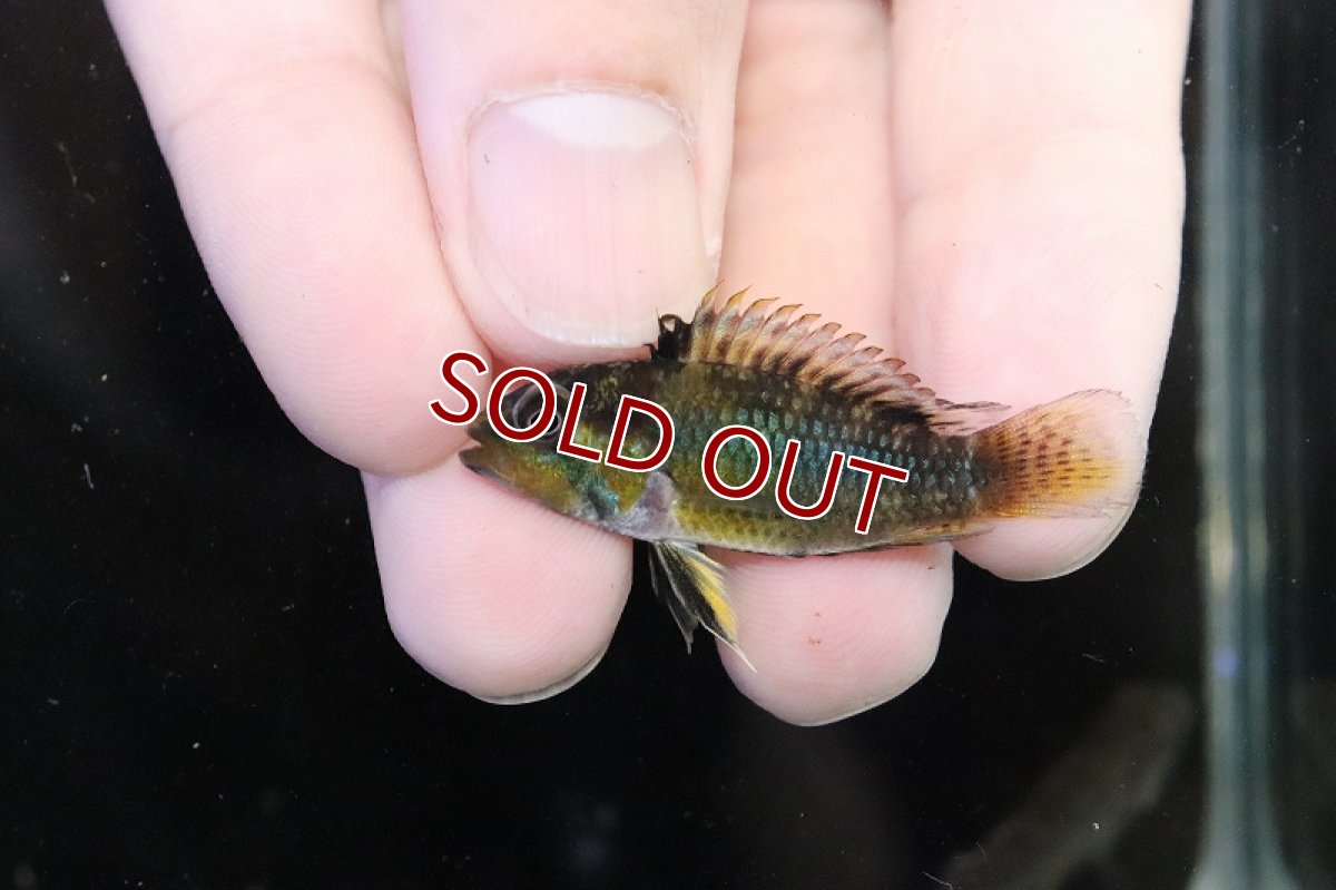 画像4: 【淡水魚】【通販】No1 アピストグラマ ノーベルティ ワイルド【1ペア 個体販売】（アピストグラマ）（生体）（熱帯魚）NKAP (4)