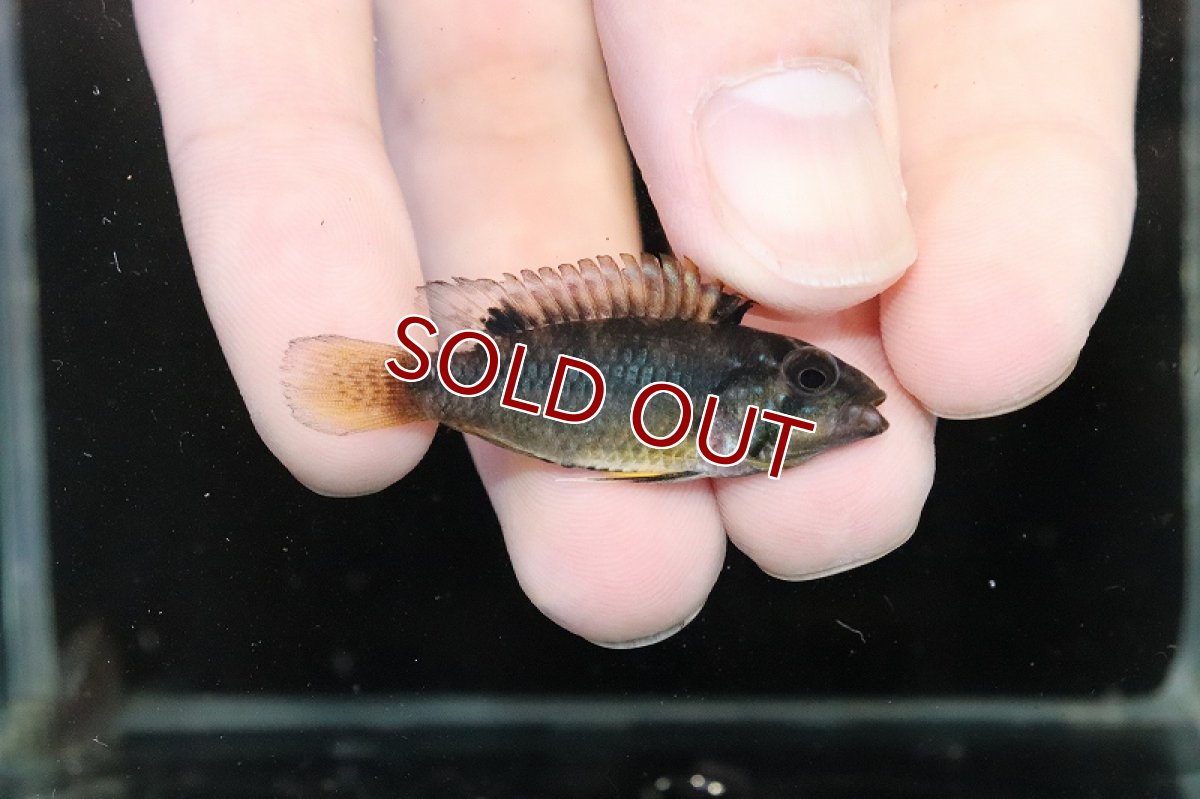 画像3: 【淡水魚】【通販】No2 アピストグラマ ノーベルティ ワイルド【1ペア 個体販売】（アピストグラマ）（生体）（熱帯魚）NKAP (3)