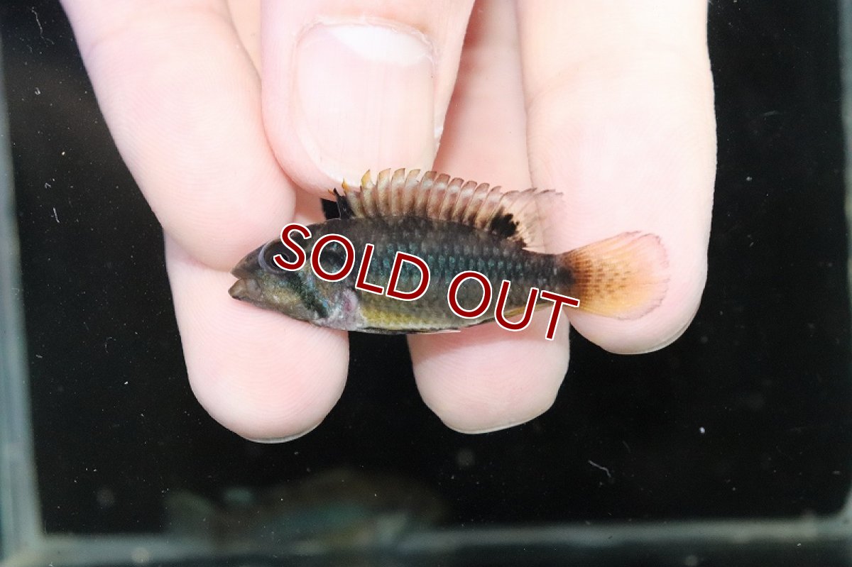 画像4: 【淡水魚】【通販】No2 アピストグラマ ノーベルティ ワイルド【1ペア 個体販売】（アピストグラマ）（生体）（熱帯魚）NKAP (4)