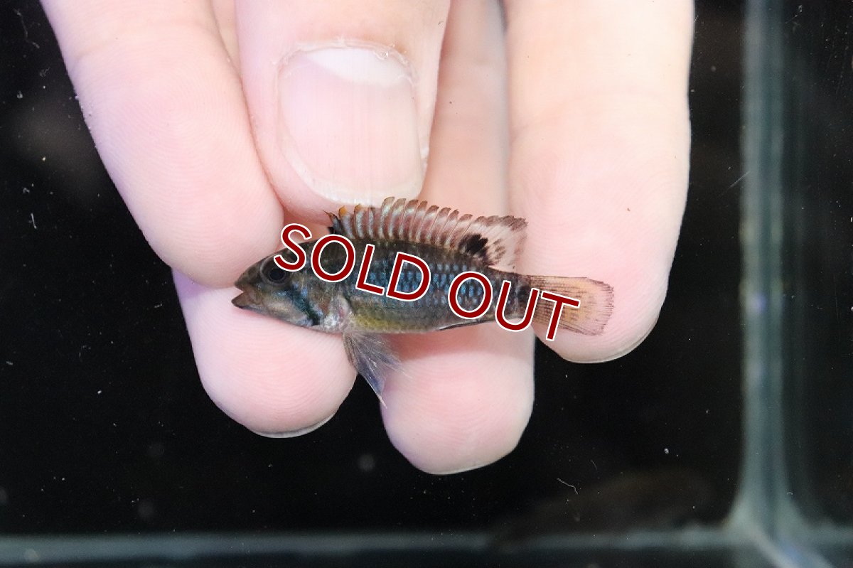 画像2: 【淡水魚】【通販】No3 アピストグラマ ノーベルティ ワイルド【1ペア 個体販売】（アピストグラマ）（生体）（熱帯魚）NKAP (2)