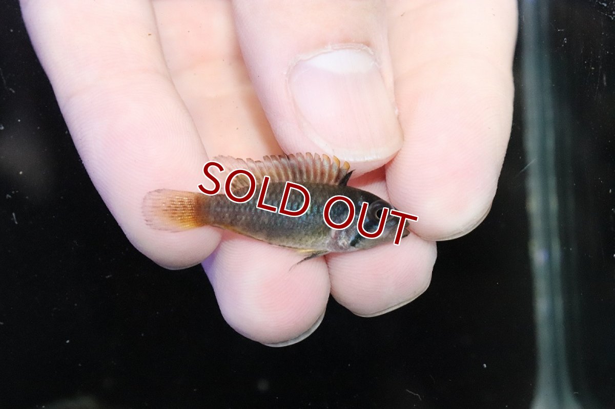 画像3: 【淡水魚】【通販】No3 アピストグラマ ノーベルティ ワイルド【1ペア 個体販売】（アピストグラマ）（生体）（熱帯魚）NKAP (3)