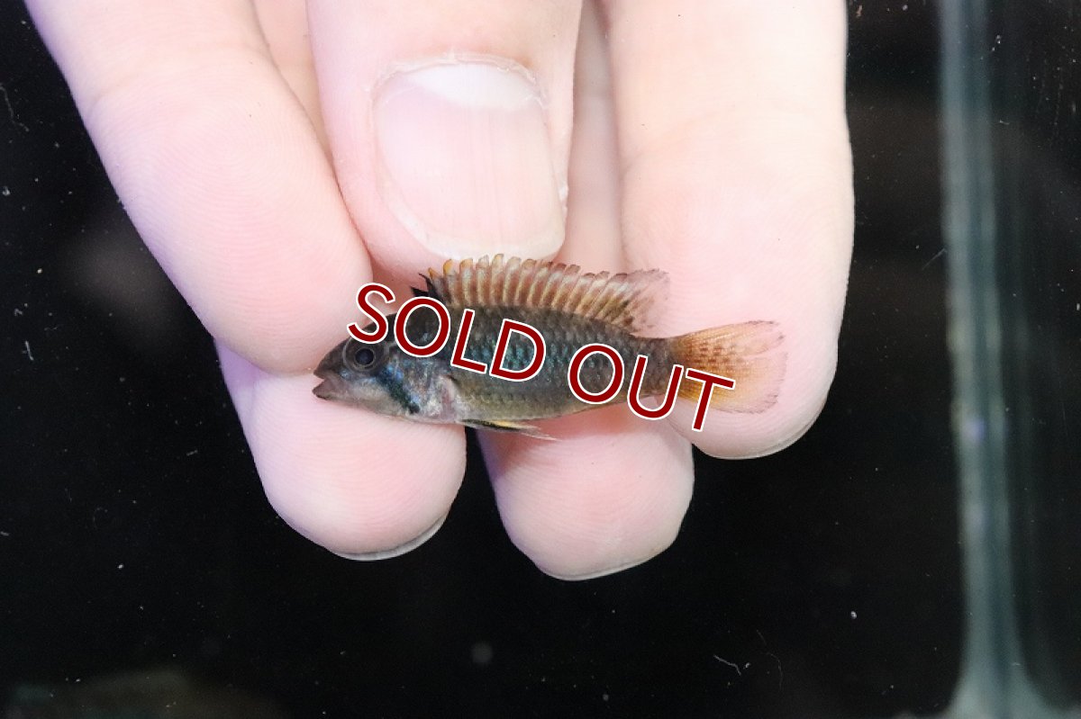 画像4: 【淡水魚】【通販】No3 アピストグラマ ノーベルティ ワイルド【1ペア 個体販売】（アピストグラマ）（生体）（熱帯魚）NKAP (4)