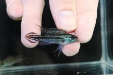 画像1: 【淡水魚】【通販】大特価 No1 アピストグラマ アガシジィ テフェ産 ワイルド【1ペア 個体販売】（アピストグラマ）（生体）（熱帯魚）NKAP (1)