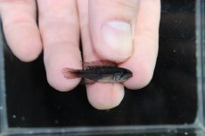 画像3: 【淡水魚】【通販】新産地 上物 No1 アピストグラマ アガシジィ ヤムンダ産 ワイルド【1ペア 個体販売】（生体）（熱帯魚）NKAP (3)