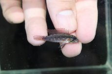 画像1: 【淡水魚】【通販】特価 No1 アピストグラマ エリザベサエ サンガブリエル産 ワイルド【1ペア 個体販売】（生体）（熱帯魚）NKAP (1)