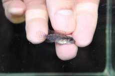 画像3: 【淡水魚】【通販】特価 No1 アピストグラマ エリザベサエ サンガブリエル産 ワイルド【1ペア 個体販売】（生体）（熱帯魚）NKAP (3)