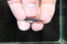 画像4: 【淡水魚】【通販】特価 No1 アピストグラマ エリザベサエ サンガブリエル産 ワイルド【1ペア 個体販売】（生体）（熱帯魚）NKAP (4)