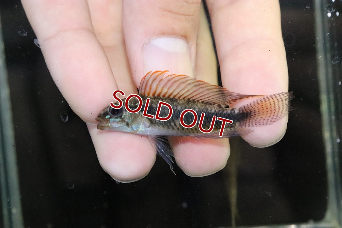 画像2: 【淡水魚】【通販】No2 アピストグラマ イリニダエ コロンビア産 ワイルド【1ペア 個体販売】(アピストグラマ)(生体)(熱帯魚)NKAP (2)