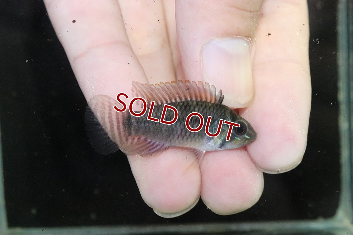 画像3: 【淡水魚】【通販】No1 アピストグラマ sp ウルク リオウルク産 ワイルド【1ペア 個体販売】（アピストグラマ）（生体）（熱帯魚）NKAP (3)