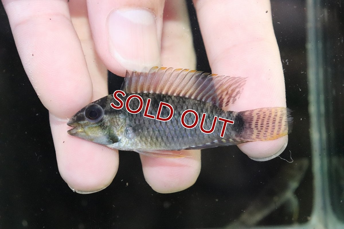 画像2: 【淡水魚】【通販】No3 アピストグラマ sp ウルク リオウルク産 ワイルド【1ペア 個体販売】（アピストグラマ）（生体）（熱帯魚）NKAP (2)