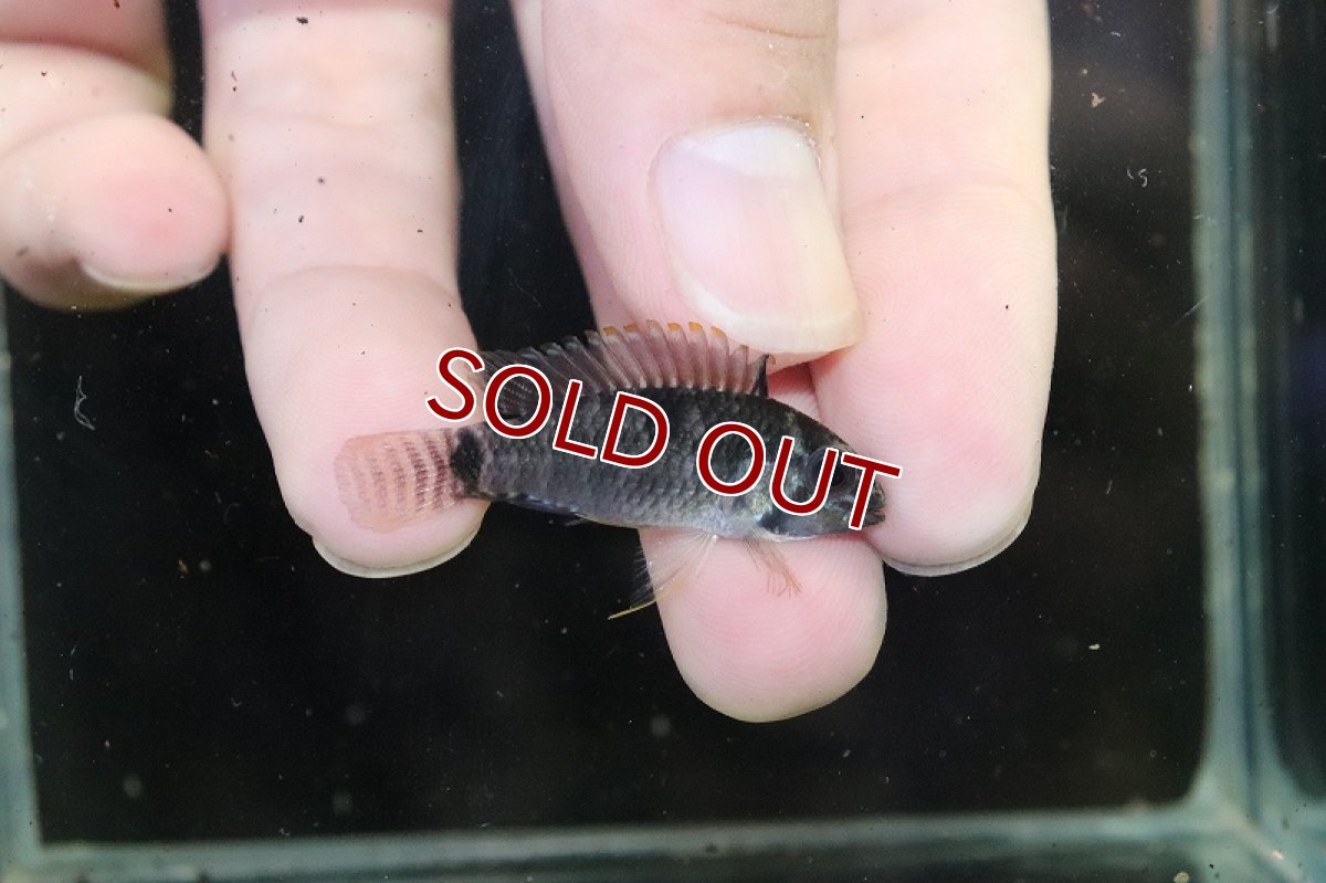 画像3: 【淡水魚】【通販】No3 アピストグラマ sp ウルク リオウルク産 ワイルド【1ペア 個体販売】（アピストグラマ）（生体）（熱帯魚）NKAP (3)