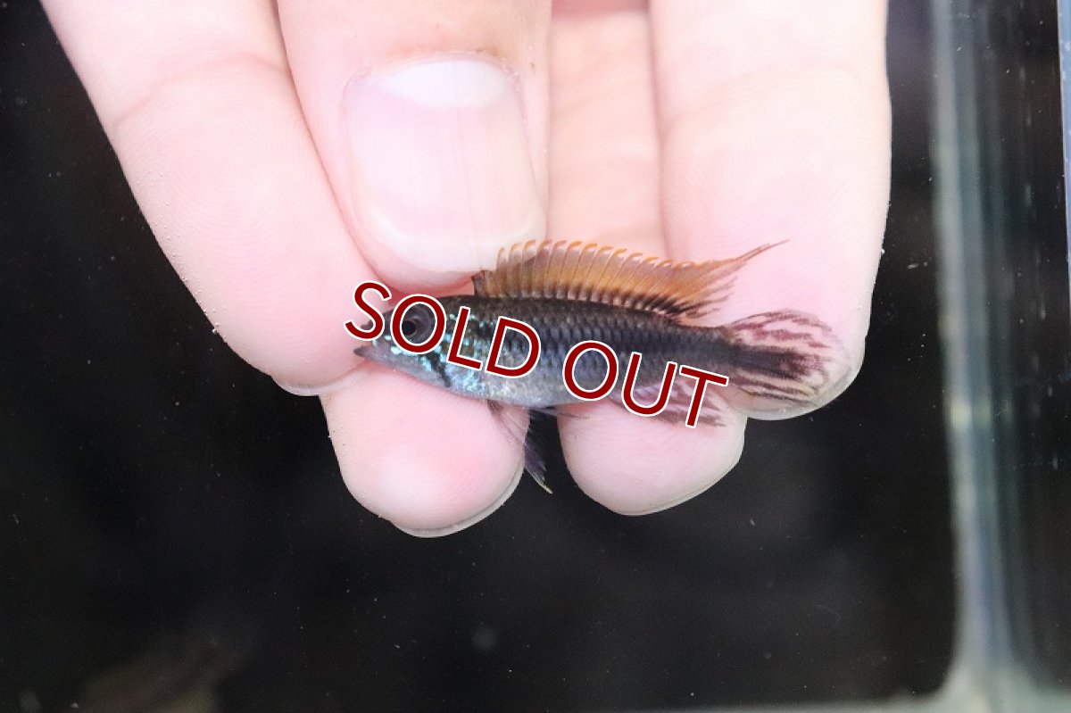 画像2: 【淡水魚】【通販】No1 アピストグラマ アガシジィ コロンビア産 ワイルド【1ペア 個体販売】(アピストグラマ)(生体)(熱帯魚)NKAP (2)