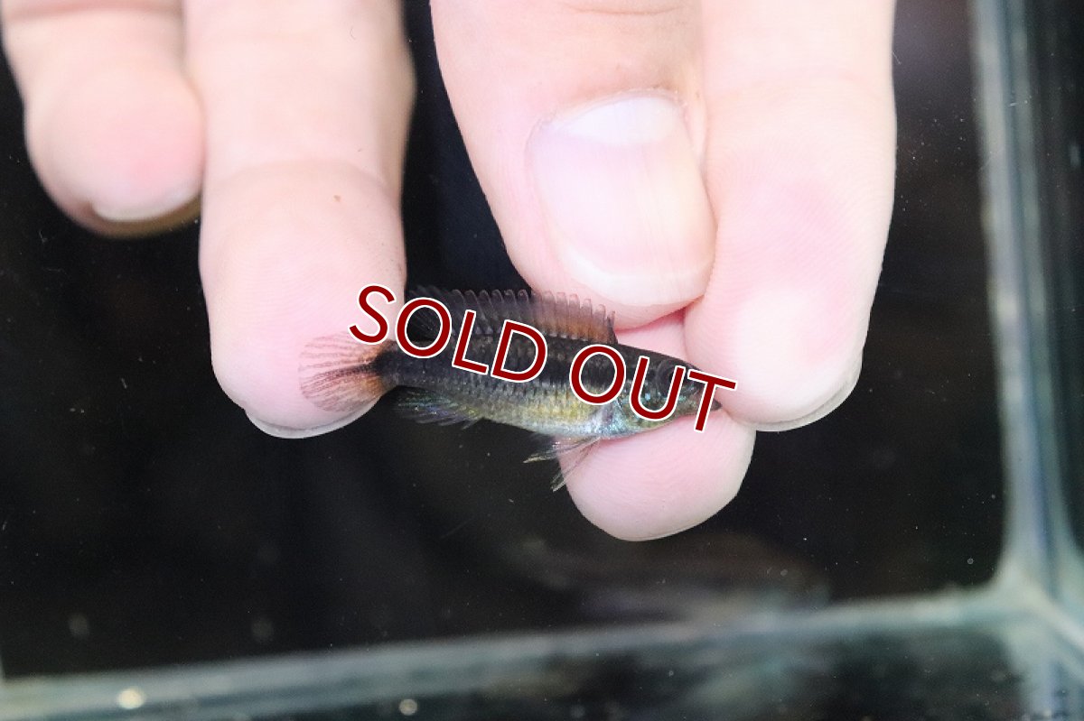画像3: 【淡水魚】【通販】No1 アピストグラマ アガシジィ コロンビア産 ワイルド【1ペア 個体販売】(アピストグラマ)(生体)(熱帯魚)NKAP (3)