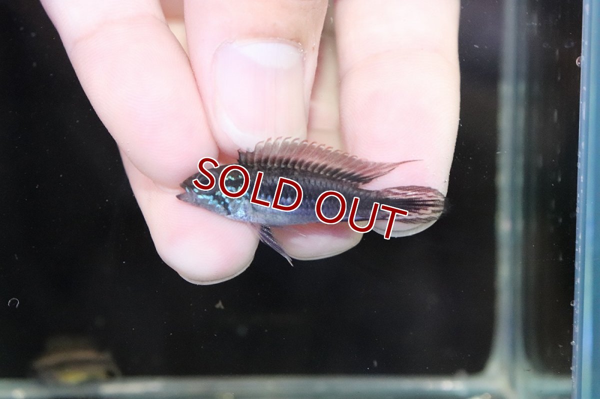 画像2: 【淡水魚】【通販】No2 アピストグラマ アガシジィ コロンビア産 ワイルド【1ペア 個体販売】（アピストグラマ）（生体）（熱帯魚）NKAP (2)