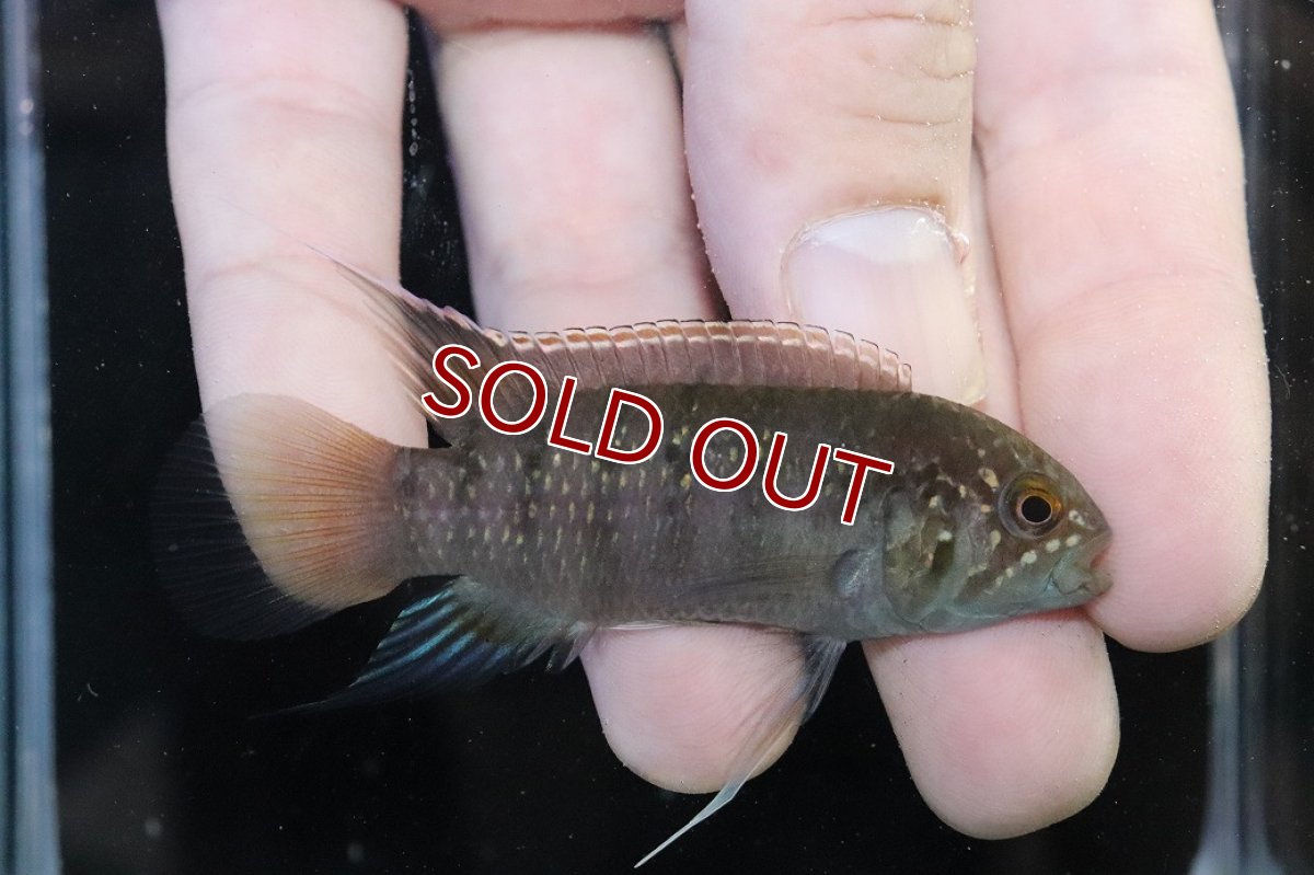 画像1: 【淡水魚】【通販】No1 イバナカラ アドケタ トゥッカーノ産 ワイルド【1ペア 個体販売】(アピストグラマ)(生体)(熱帯魚)NKAP (1)