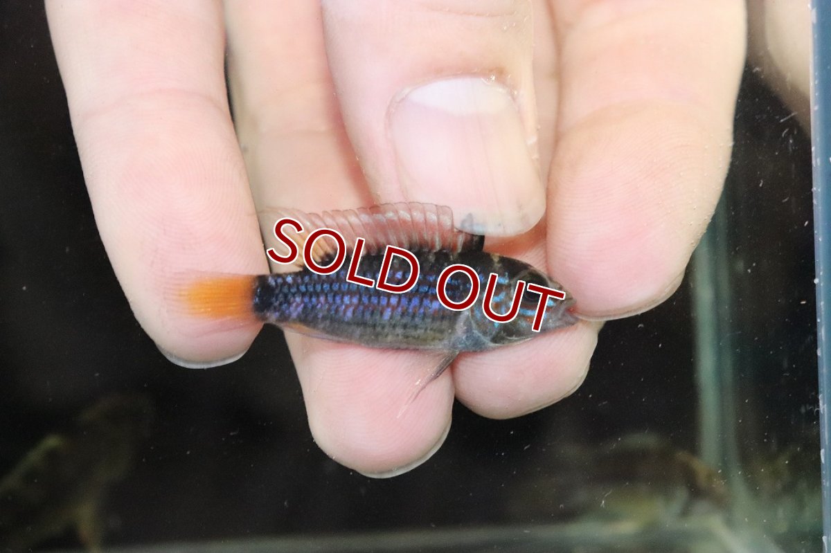 画像1: 【淡水魚】【通販】No1 アピストグラマ オルテガイ(パパゲイ) ワイルド【トリオ 個体販売】(アピストグラマ)(生体)(熱帯魚)NKAP (1)