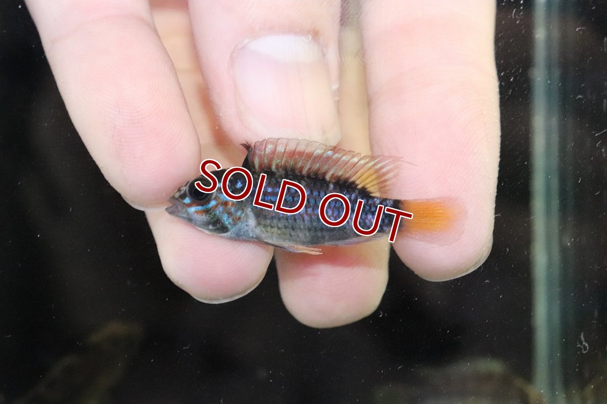 画像2: 【淡水魚】【通販】No1 アピストグラマ オルテガイ(パパゲイ) ワイルド【トリオ 個体販売】(アピストグラマ)(生体)(熱帯魚)NKAP (2)