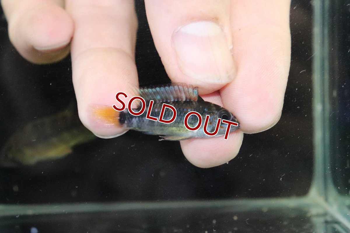 画像3: 【淡水魚】【通販】No1 アピストグラマ オルテガイ(パパゲイ) ワイルド【トリオ 個体販売】(アピストグラマ)(生体)(熱帯魚)NKAP (3)